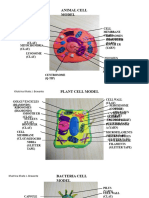 3 Cell Models