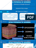 Anatomia Piel y Lengua XIV