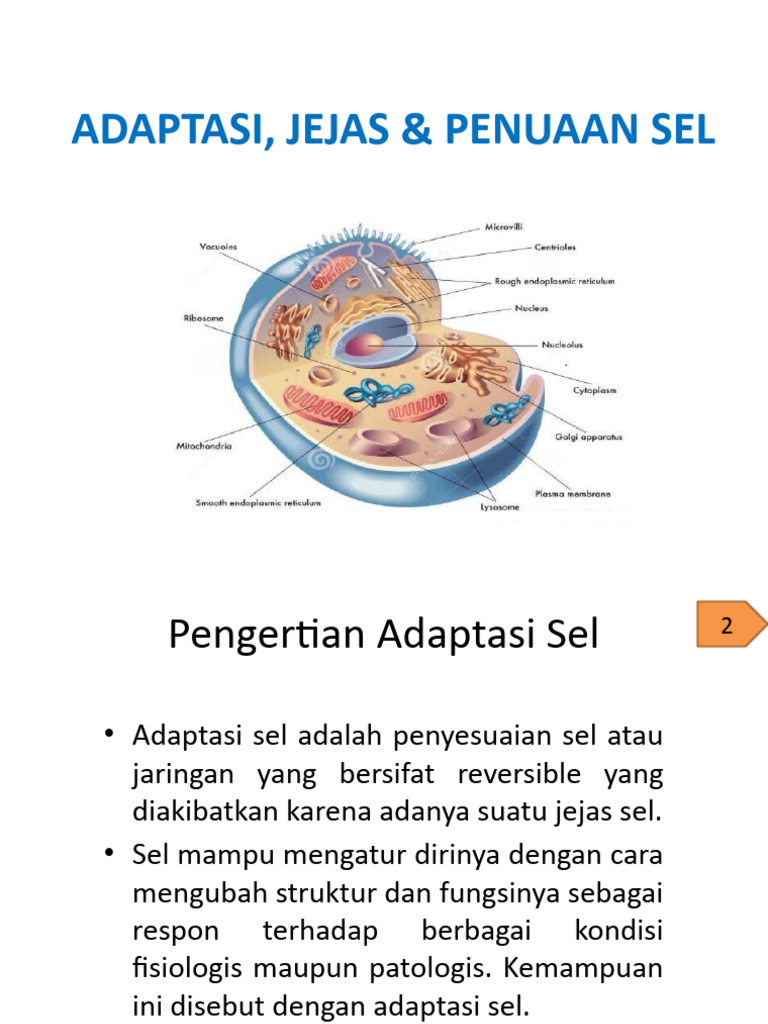 Adaptasi dan Jejas Sel: Penjelasan Lengkap | PDF
