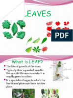 Botany Leaves