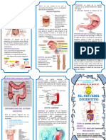 Trictico El Sistema Digestivo