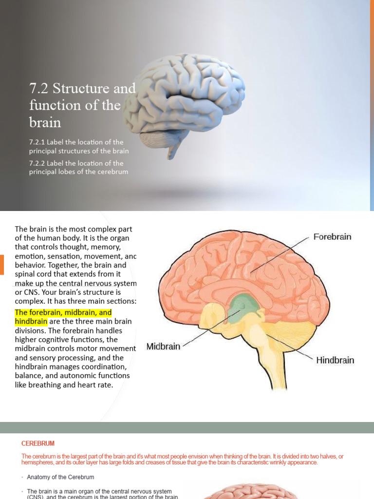 Brain | PDF | Brainstem | Central Nervous System