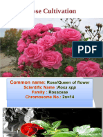 Rose Cultivation 
