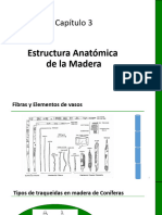 Cap 3 - Estructura Anatómica de La Madera