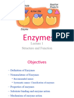Enzymes L1 2023 2024