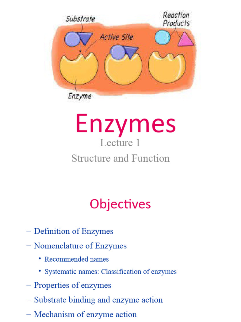Enzyme Structure and Function Overview | PDF | Enzyme | Active Site
