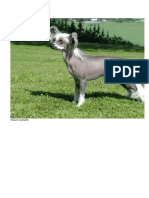 Livro Das Akuma, PDF, Cães