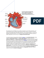 anatomia El corazón