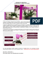 Cuidado de Orquideas para Prevenir o Curar Las Plagas