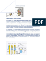 TEMA - 6 - D - APARATO - RESPIRATORIO Parte 1