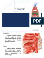 Musculos Da Língua Véu Palatino e Fauces