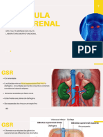 Anatomia Da Glandula Supra Renal