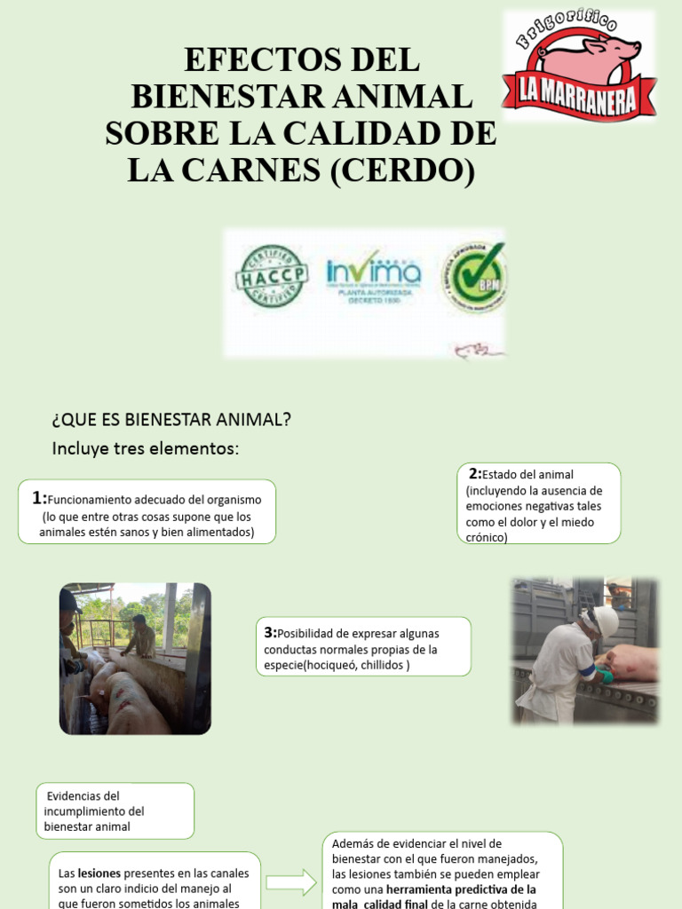 Efectos Del Bienestar Animal Sobre La Calidad de La Carne | PDF