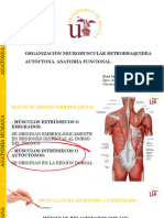 TEMA 8 - Organización Neuromuscular Retrorraquídea Autóctona. Anatomía Funcional