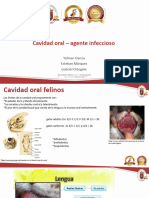 Estomatitis Por Calicivirus Felino