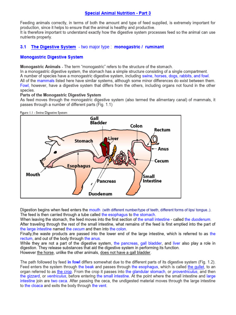 Understanding Monogastric Digestion | PDF | Digestion | Ruminant