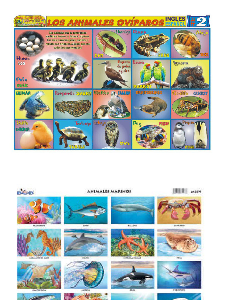 Animales Acuaticos Viviparos y Que Vuelan | PDF