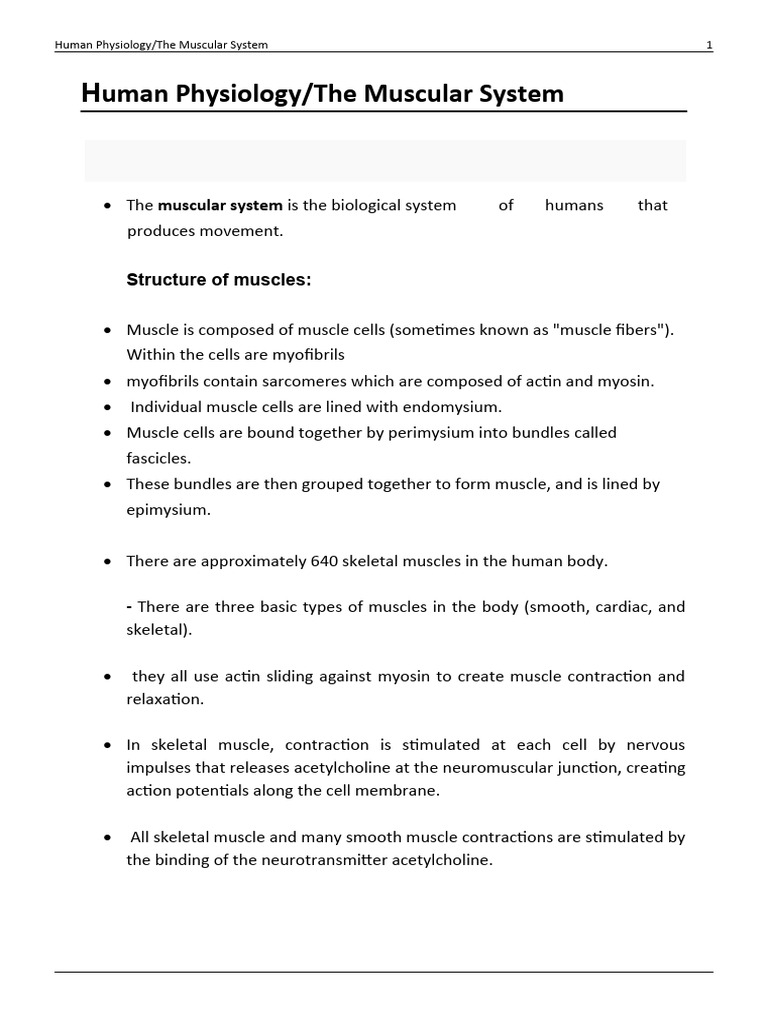 Overview of the Muscular System | PDF | Muscle Contraction | Skeletal ...