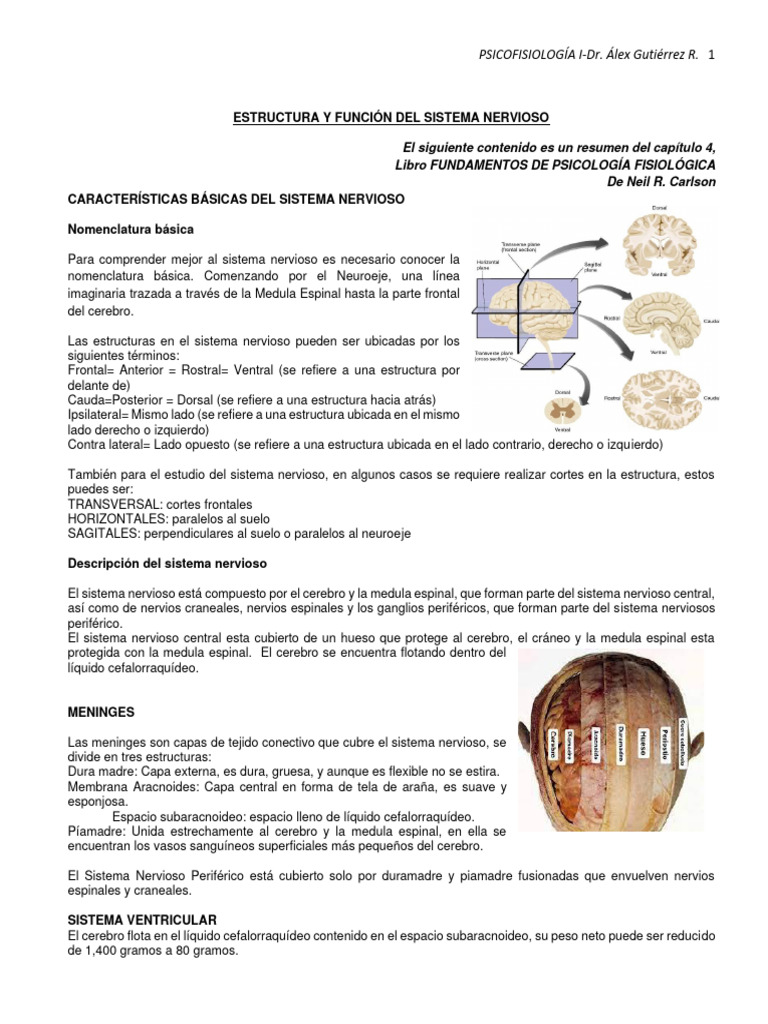 Estructura y Función del Sistema Nervioso | PDF | Cerebro | Sistema ...