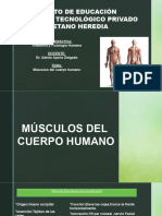 Músculos Del Cuerpo Humano 2