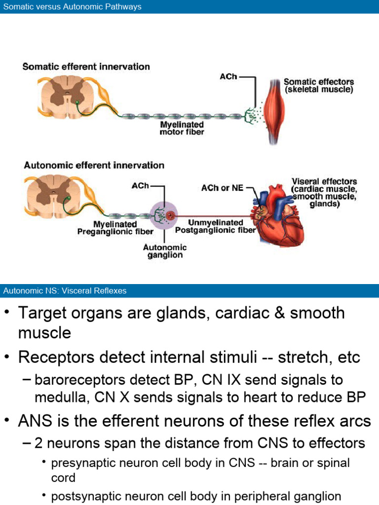 Autonomic Nervous System | PDF | Autonomic Nervous System | Motor Neuron