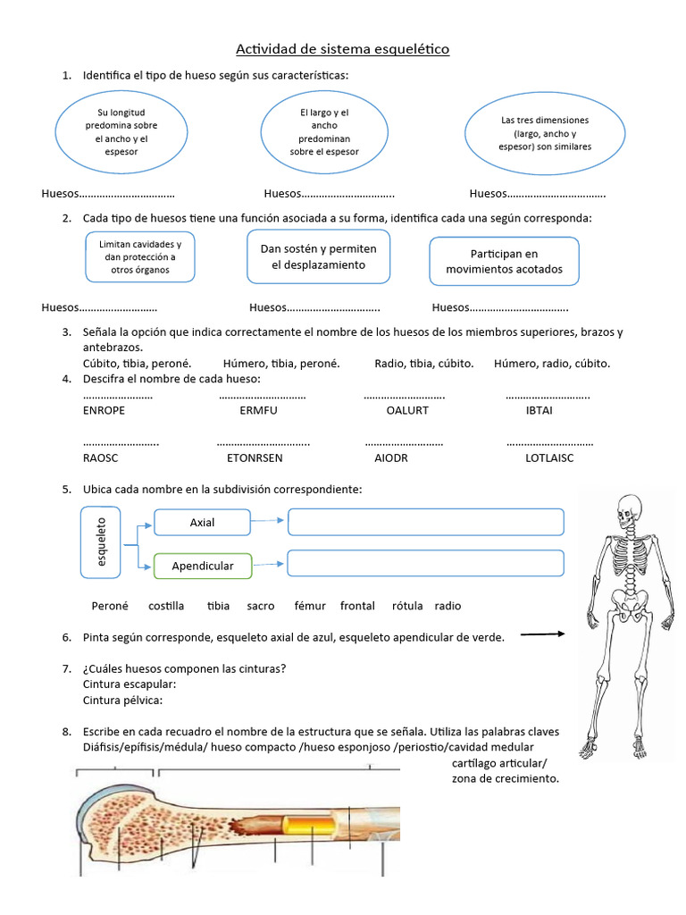 Actividad de Sistema Esquelético | PDF | Hueso | Esqueleto
