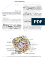 Anatomía Humana (T2) - Latarjet-Ruiz Liard-581-592