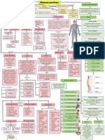 Sistema Nervioso Mapa Conceptual-Reporte