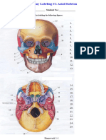 Axial Skeleton