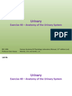 Lab 8a - Anatomy of Urinary System With Omissions