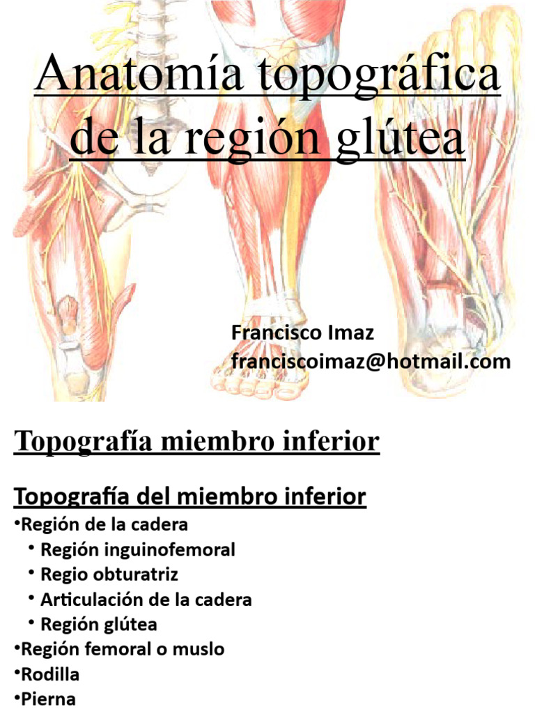 6) Region Glutea y Generalidades Plexos | PDF | Pierna humana | Nalgas, image size:768x1024