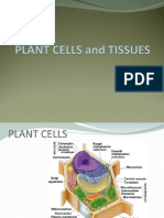 Plant Cell and Tissue