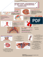 Arterias y Venas