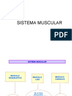 6570289 Sistema Muscular