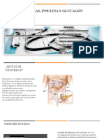 Pancreas, Insulina y Glucagon Grupo 5 3