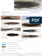 Insecte Deau - Recherche Google