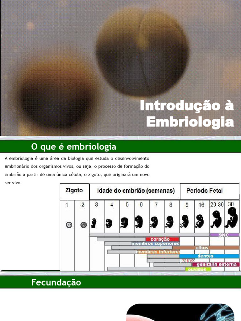 Introducao A Embriologia | PDF | Ovo | Potência celular