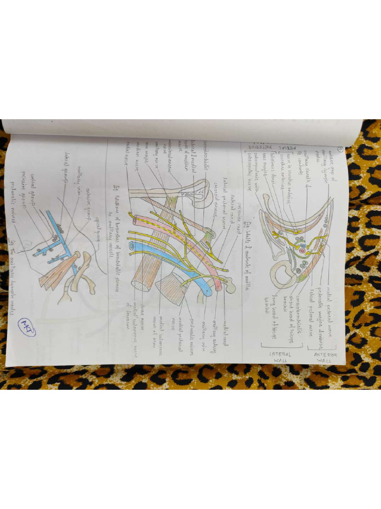 Gross Anatomy Diagrams 22 Biology Diagrams
