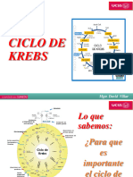Ciclo de Krebs y Enzimas