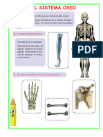 Ficha El Sistema Oseo