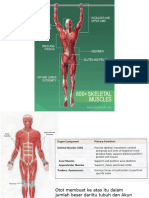 Muscular System - En.id