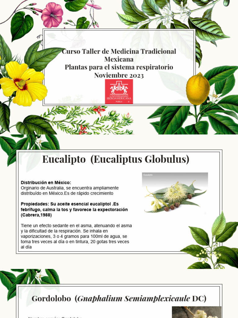 Plantas Para Sistema Respiratorio Pdf Miel Medicina Clinica