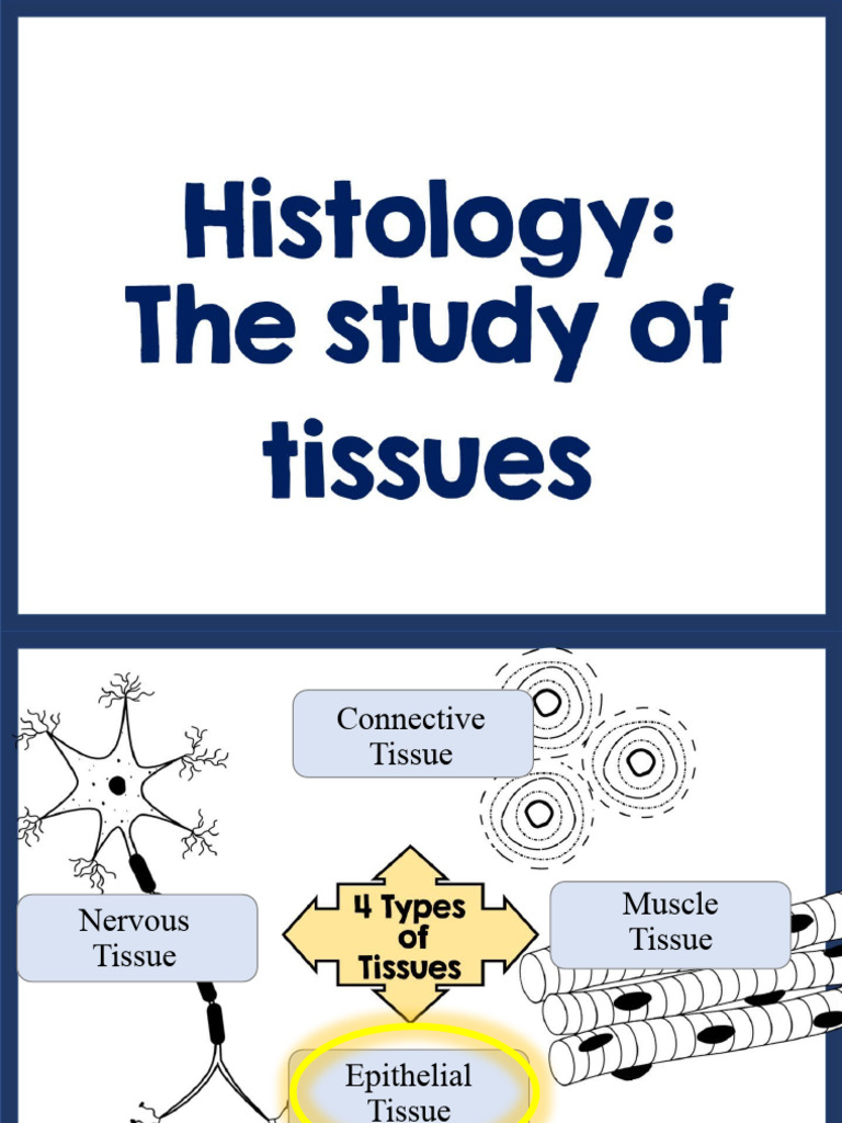 Epithelial Tissues | PDF | Epithelium | Tissue (Biology)