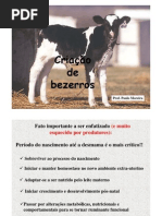 Aula 2- Criação de bezerros