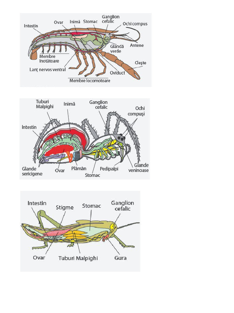 Artropode | PDF