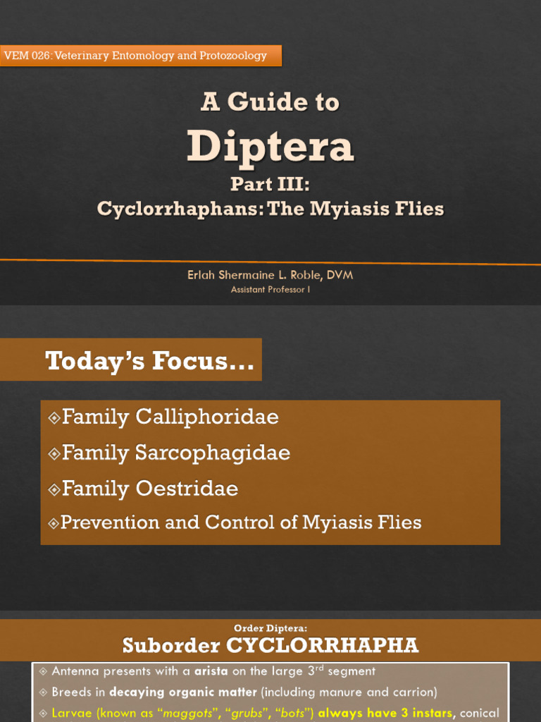 Lecture 3 - A Guide To Diptera (Part 3) | PDF