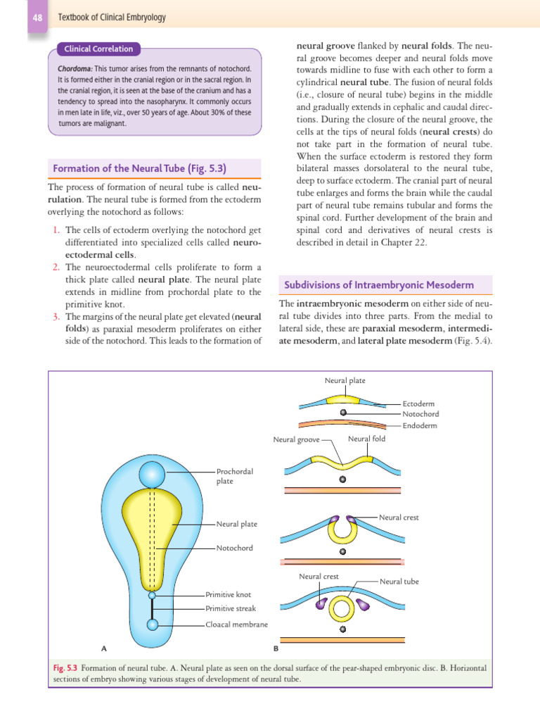 Neurulation | PDF | Science & Mathematics