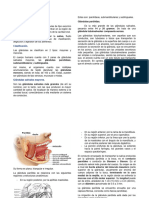 Glándulas Salivales. Clasificacion, Anatomia y Fisiologia.