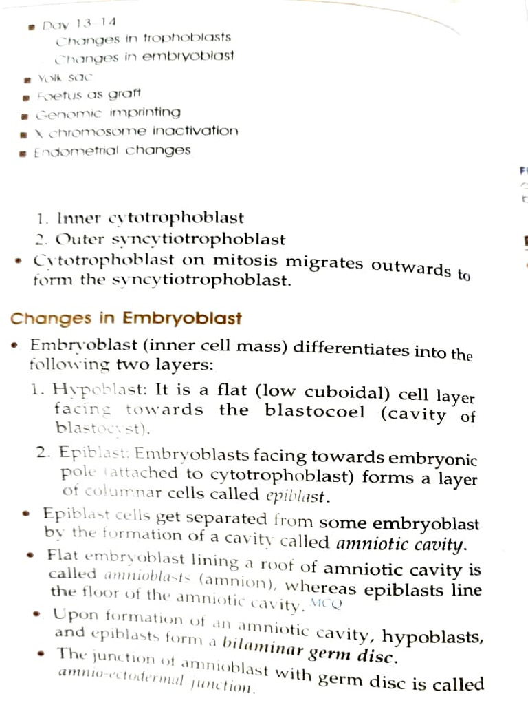 Embryonic Development Stages | PDF | Social Science | Foreign Language ...