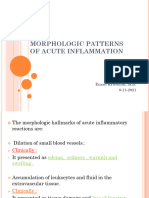 Morphologic Patterns of Inflammation